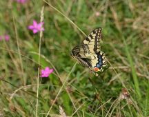 03  Anflug an Wilde Moehre